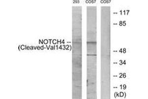 Image no. 1 for anti-Notch 4 (NOTCH4) (AA 1401-1450), (Cleaved-Val1432) antibody (ABIN1536151)