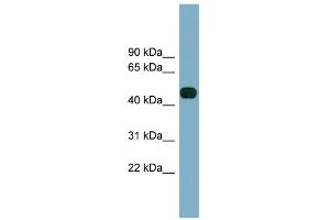 Image no. 1 for anti-Abhydrolase Domain Containing 12 (ABHD12) (Middle Region) antibody (ABIN2773854)
