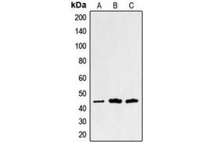 Image no. 1 for anti-Sarcoglycan, alpha (50kDa Dystrophin-Associated Glycoprotein) (SGCA) (Center) antibody (ABIN2705445)