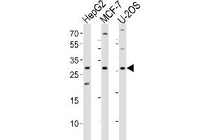 Image no. 4 for anti-Inhibitor of DNA Binding 1, Dominant Negative Helix-Loop-Helix Protein (ID1) (AA 66-93) antibody (ABIN655663)