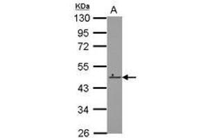 Image no. 1 for anti-Zinc Finger Protein 550 (ZNF550) (AA 37-290) antibody (ABIN1501849)