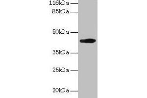 H2-D1 抗体  (AA 25-311)