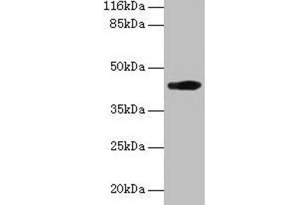 H2-D1 抗体  (AA 25-311)