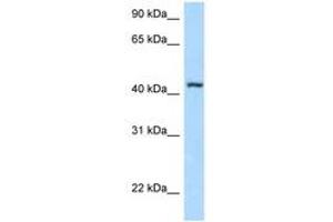 Image no. 1 for anti-F-Box and Leucine-Rich Repeat Protein 8 (FBXL8) (AA 53-102) antibody (ABIN6747908)