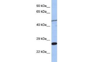 anti-MIS12, MIND Kinetochore Complex Component, Homolog (MIS12) (Middle Region) antibody