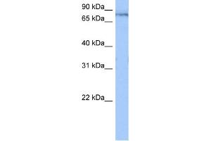 Image no. 1 for anti-Tetratricopeptide Repeat Domain 14 (TTC14) (N-Term) antibody (ABIN2776621)