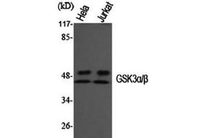 Western Blot analysis of Hela, Jurkat cells using GSK3 alpha/beta Polyclonal Antibody at dilution of 1:1000.