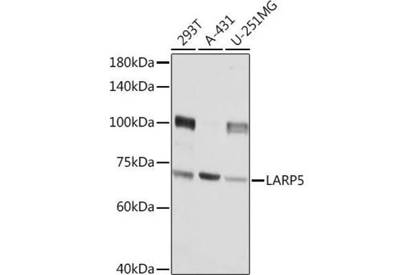 LARP4B antibody  (AA 519-738)