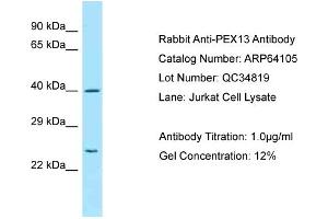 Image no. 1 for anti-Peroxisomal Biogenesis Factor 13 (PEX13) (C-Term) antibody (ABIN2789732)