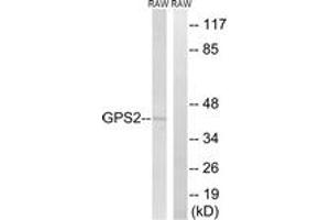 anti-G Protein Pathway Suppressor 2 (GPS2) (AA 11-60) antibody