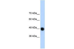 Image no. 3 for anti-DAZ Associated Protein 1 (DAZAP1) (C-Term) antibody (ABIN629929)