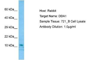 Image no. 1 for anti-DET1 and DDB1 Associated 1 (DDA1) (Middle Region) antibody (ABIN2790080)