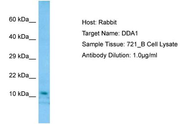 anti-DET1 and DDB1 Associated 1 (DDA1) (Middle Region) antibody