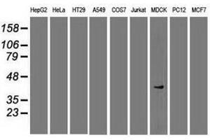 SOX17 antibody  (AA 177-414)