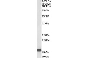 Image no. 4 for anti-Neurogranin (NRGN) (Internal Region) antibody (ABIN571065)