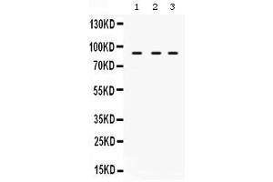 Image no. 1 for anti-AFG3-Like Protein 2 (AFG3L2) (AA 168-250) antibody (ABIN4886437)