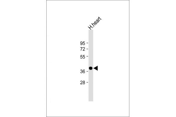 NMNAT1 anticorps  (AA 200-232)