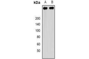 Image no. 1 for anti-Pericentriolar Material 1 (PCM1) (full length) antibody (ABIN6005902)