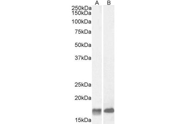 anti-Galanin Prepropeptide (GAL) (Internal Region) antibody