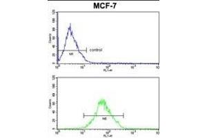 ARPC1B antibody  (AA 159-188)