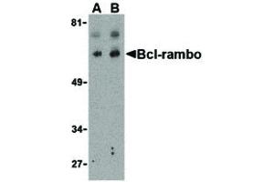 Image no. 1 for anti-BCL2-Like 13 (Apoptosis Facilitator) (BCL2L13) (Internal Region) antibody (ABIN6656933)