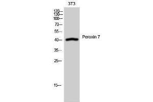 Image no. 1 for anti-Peroxisomal Biogenesis Factor 7 (PEX7) (Internal Region) antibody (ABIN3186407)