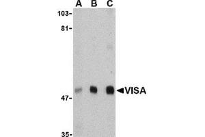 Image no. 2 for anti-Mitochondrial Antiviral Signaling Protein (MAVS) (N-Term) antibody (ABIN501118)