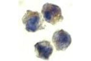 Image no. 2 for anti-Interleukin 22 Receptor, alpha 1 (IL22RA1) (N-Term) antibody (ABIN499994)