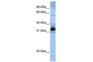 Image no. 1 for anti-serine/arginine-Rich Splicing Factor 8 (SRSF8) (Middle Region) antibody (ABIN2776589)