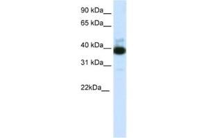Image no. 1 for anti-Tetratricopeptide Repeat Domain 19 (TTC19) antibody (ABIN2462033)