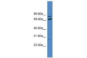 Image no. 2 for anti-Leucine Rich Repeat (In FLII) Interacting Protein 1 (LRRFIP1) (Middle Region) antibody (ABIN2787913)