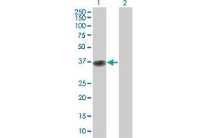Image no. 2 for anti-Bol, Boule-Like (BOLL) (AA 1-295) antibody (ABIN528824)