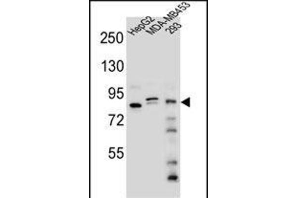 KANSL3 antibody  (AA 398-427)