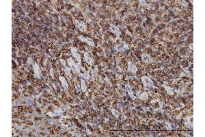 Image no. 1 for anti-Hematopoietic Cell-Specific Lyn Substrate 1 (HCLS1) (AA 266-355) antibody (ABIN516371)