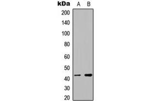 Image no. 3 for anti-RNA Binding Motif Protein, X-Linked (RBMX) (N-Term) antibody (ABIN2707580)