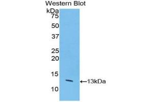 Detection of Recombinant CASP6, Bovine using Polyclonal Antibody to Caspase 6 (CASP6)