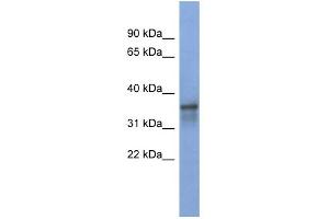 Image no. 1 for anti-RNA Binding Motif Protein 9 (RBM9) (Middle Region) antibody (ABIN2779058)