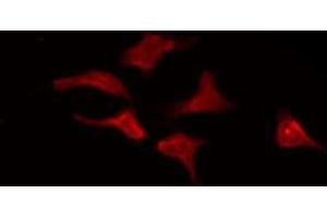 Image no. 2 for anti-Potassium Voltage-Gated Channel, Subfamily F, Member 1 (KCNF1) (Internal Region) antibody (ABIN6258650)