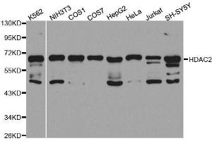 Image no. 2 for anti-Histone Deacetylase 2 (HDAC2) antibody (ABIN3022867)
