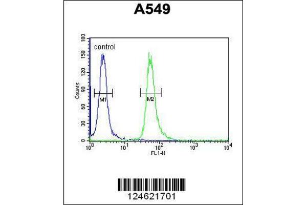 anti-Guanine Nucleotide Binding Protein, alpha Transducing 3 (GNAT3) (AA 78-105) antibody