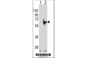 Image no. 2 for anti-N-Myristoyltransferase 2 (NMT2) (AA 16-46), (N-Term) antibody (ABIN389095)