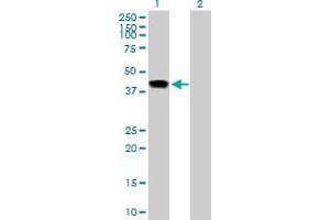 Image no. 1 for anti-Inhibin, beta E (INHBE) (AA 1-350) antibody (ABIN529483)