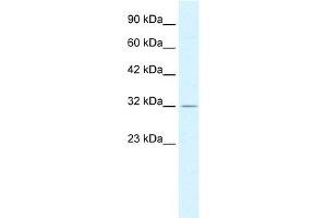 Image no. 1 for anti-Proteasome (Prosome, Macropain) 26S Subunit, Non-ATPase, 14 (PSMD14) (C-Term) antibody (ABIN2779652)