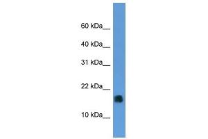 Image no. 1 for anti-Microsomal Glutathione S-Transferase 1 (MGST1) (N-Term) antibody (ABIN926465)