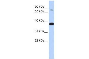 Image no. 1 for anti-Zinc Finger Protein 526 (ZNF526) antibody (ABIN2457931)