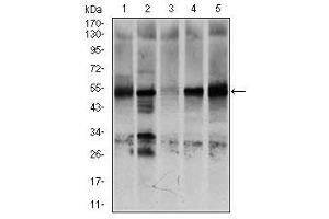 Image no. 8 for anti-Nuclear Receptor Subfamily 6, Group A, Member 1 (NR6A1) antibody (ABIN1491624)