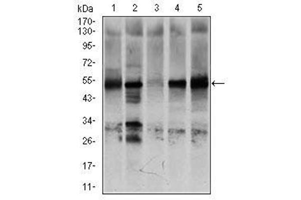 NR6A1 抗体