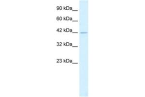 Western Blotting (WB) image for anti-Heat Shock Transcription Factor 2 Binding Protein (HSF2BP) antibody (ABIN2461061)
