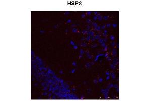 Image no. 8 for anti-Heat Shock 70kDa Protein 8 (HSPA8) (N-Term) antibody (ABIN2783374)
