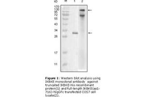 Image no. 1 for anti-Suppressor of IKBKE 1 (SIKE1) (AA 1-257) antibody (ABIN230707)